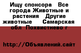 Ищу спонсора - Все города Животные и растения » Другие животные   . Самарская обл.,Похвистнево г.